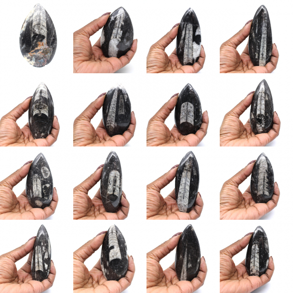 Orthoceras fossil från Marocko