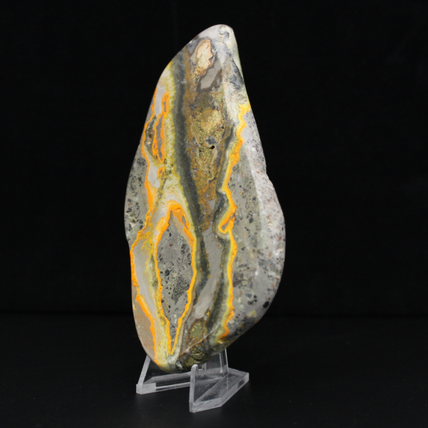 Polerad humlejaspis, sällsynt exemplar Indonesien