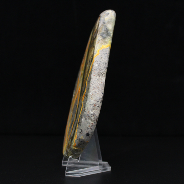 Polerad humlejaspis, sällsynt exemplar Indonesien