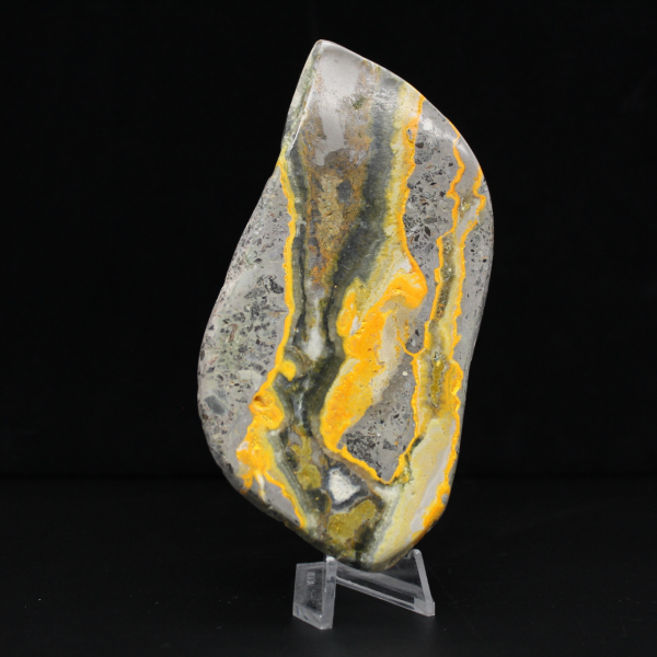 Polerad humlejaspis, sällsynt exemplar Indonesien