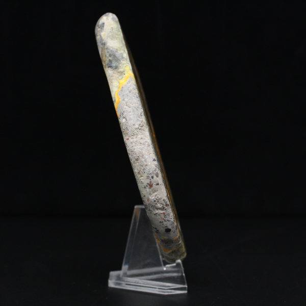 Polerad humlejaspis, sällsynt exemplar Indonesien