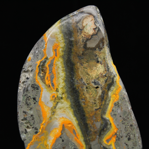 Polerad humlejaspis, sällsynt exemplar Indonesien