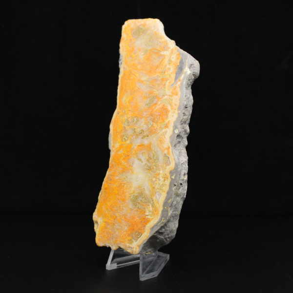 Tjock skiva indonesisk humlajaspis