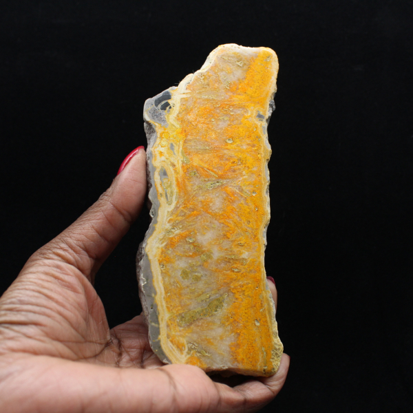 Tjock skiva indonesisk humlajaspis