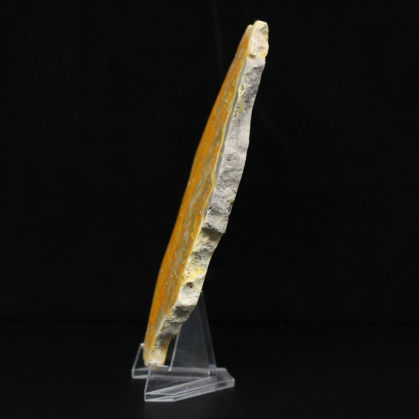 Indonesisk humlajaspis: ett utställningsobjekt