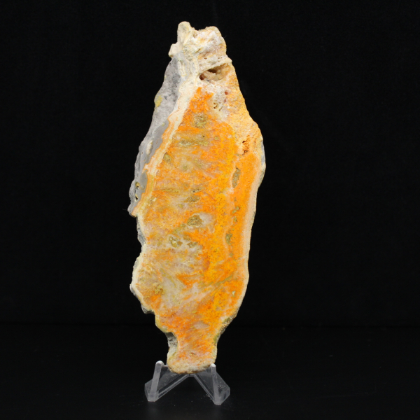 Indonesisk humlajaspis: ett utställningsobjekt