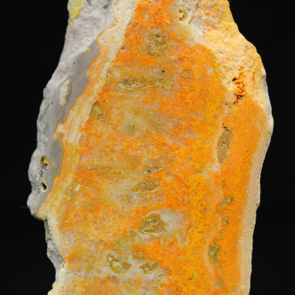 Indonesisk humlajaspis: ett utställningsobjekt