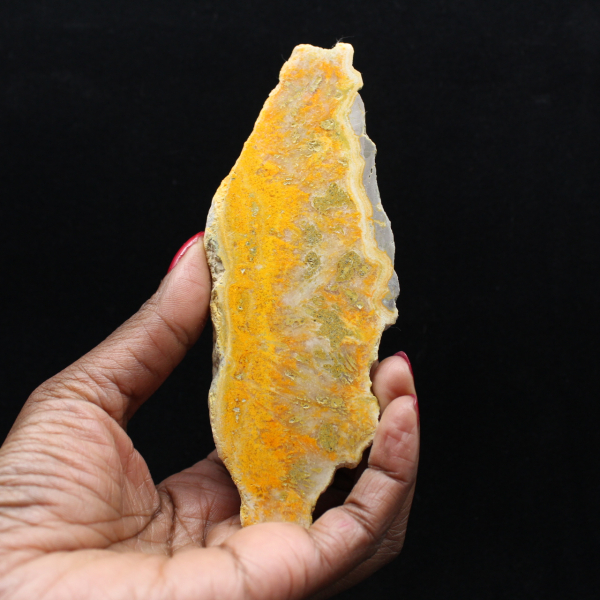 Indonesisk humlajaspis: ett utställningsobjekt