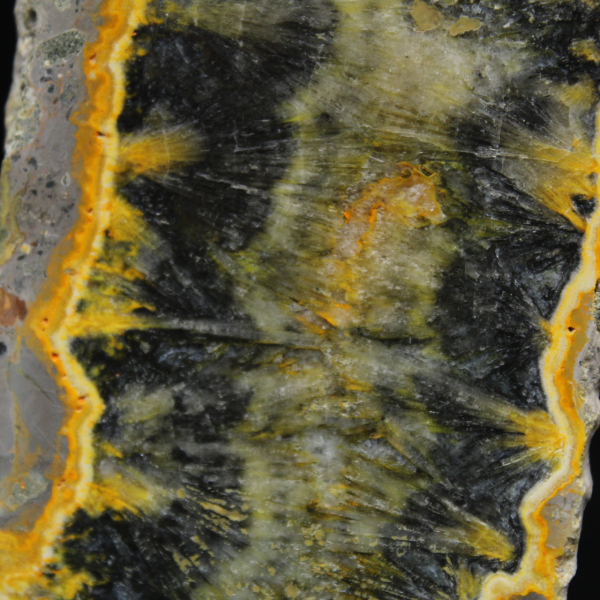 Litet skivat exemplar av Jaspishumla