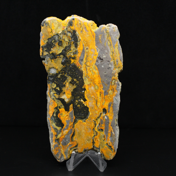 Polerad humlajaspis avlång skiva