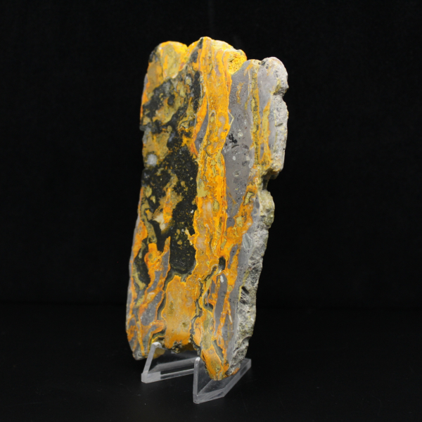 Polerad humlajaspis avlång skiva