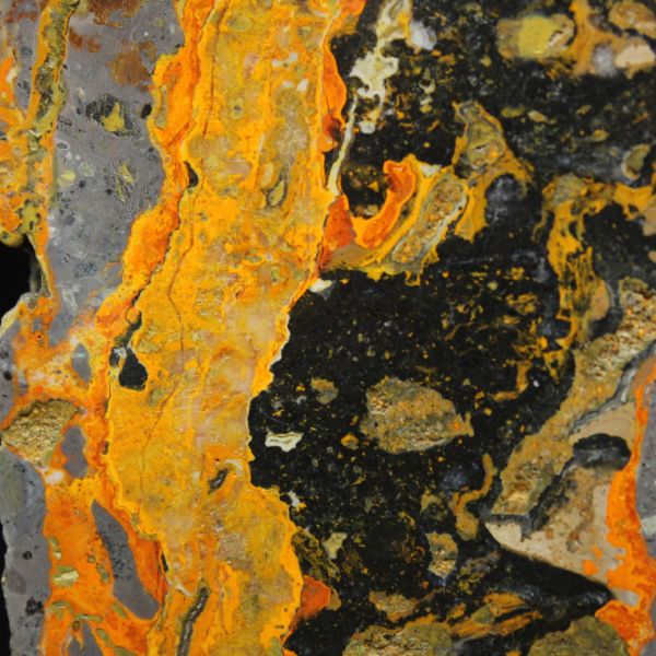 Polerad humlajaspis avlång skiva