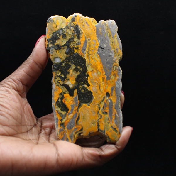 Polerad humlajaspis avlång skiva