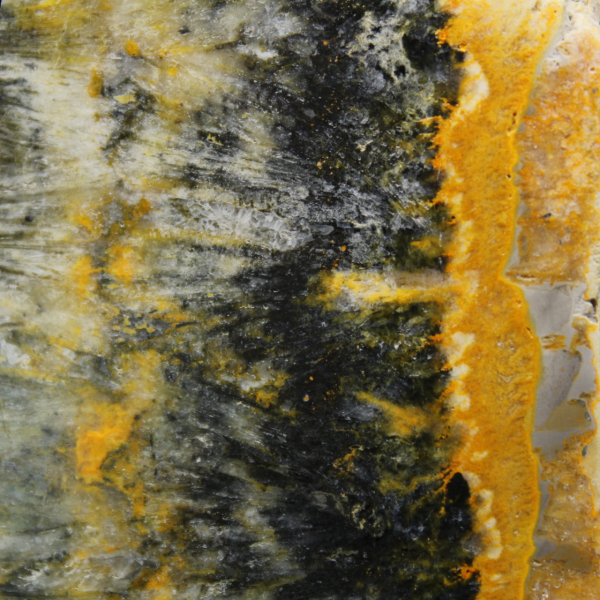 Polerat kompakt exemplar av humlajaspis