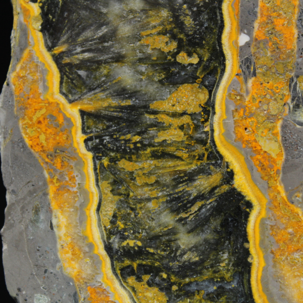 Tjock skiva polerad humlajaspis