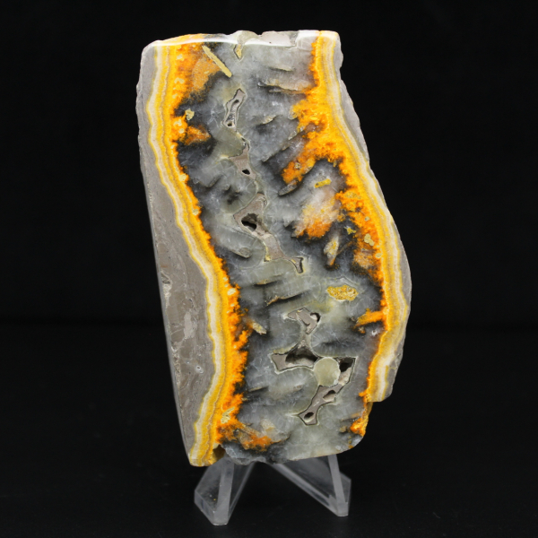 Robust skiva av indonesisk humlejaspis