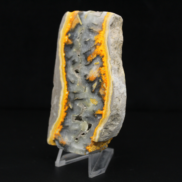 Robust skiva av indonesisk humlejaspis