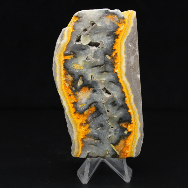 Robust skiva av indonesisk humlejaspis