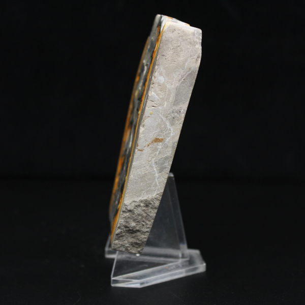 Robust skiva av indonesisk humlejaspis