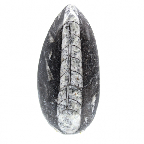 Fossila Orthoceras från Marocko