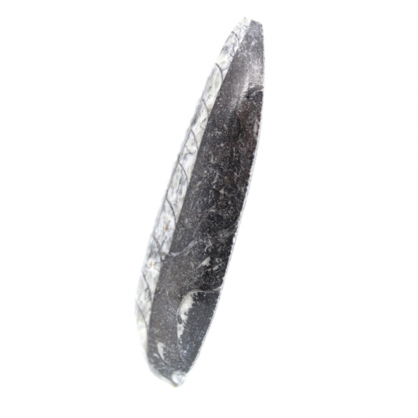 Fossila Orthoceras från Marocko