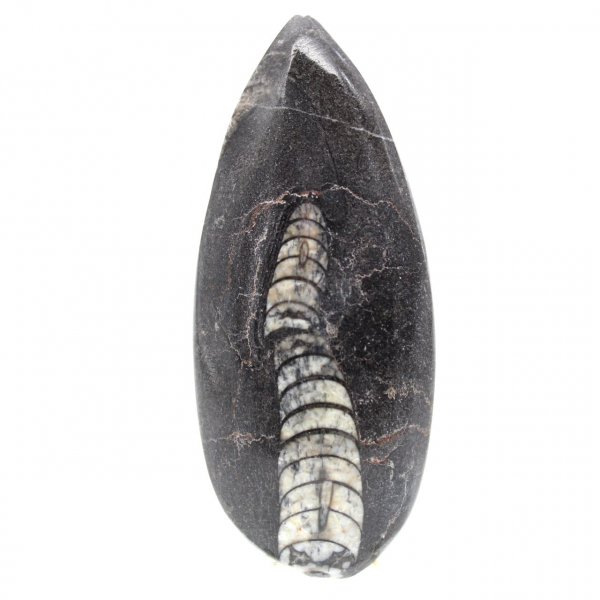 Orthoceras-fossil