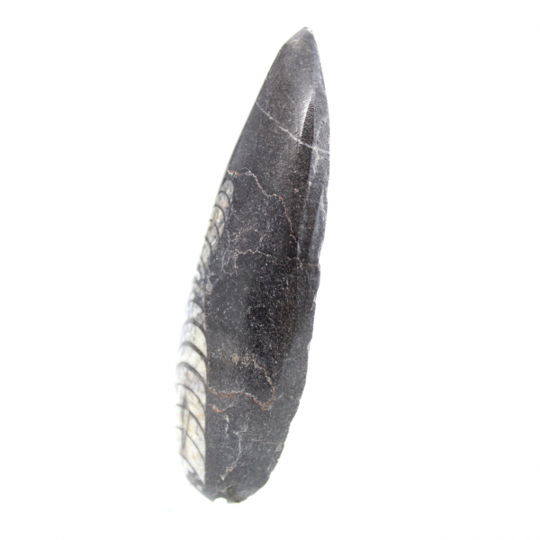 Orthoceras-fossil