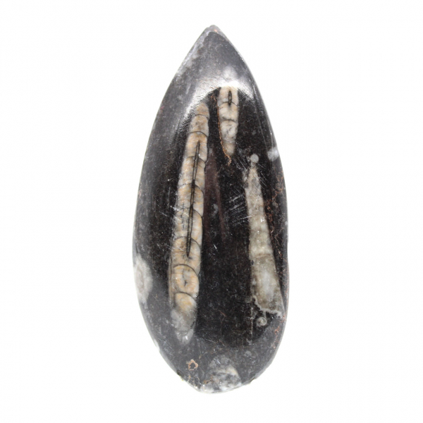 Fossila Orthoceras från Marocko