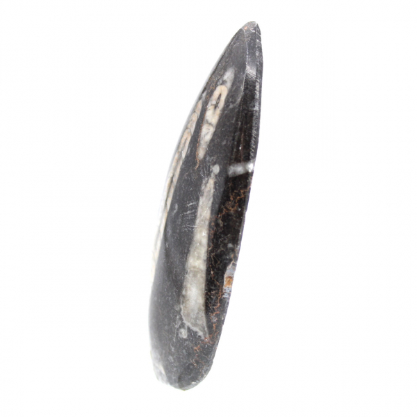 Fossila Orthoceras från Marocko