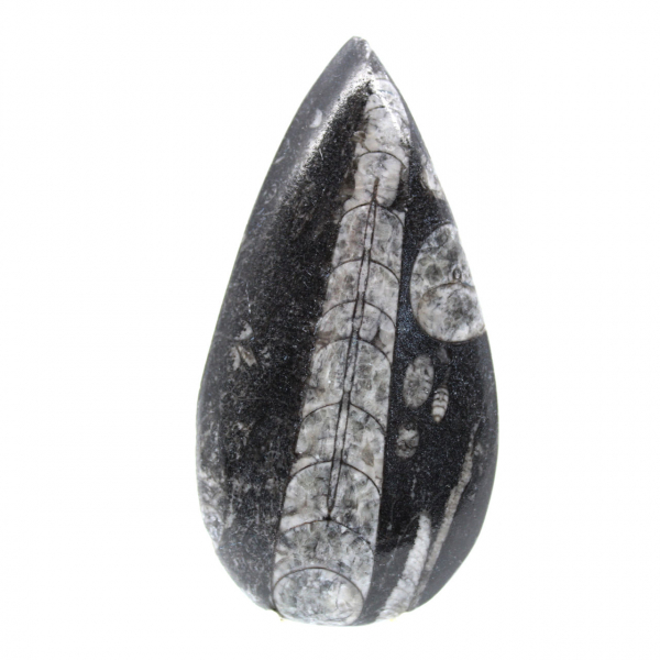 Fossila Orthoceras från Marocko