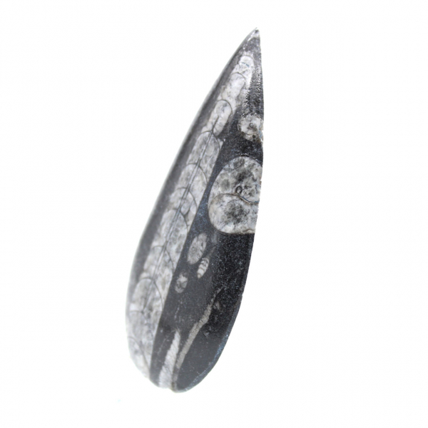 Orthoceras-fossil Orthoceras-fossil