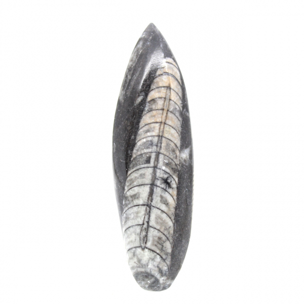 Fossila Orthoceras från Marocko