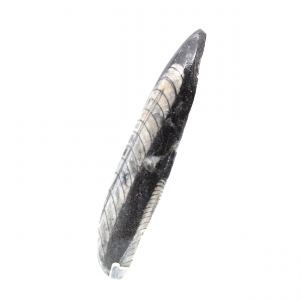 Fossila Orthoceras från Marocko