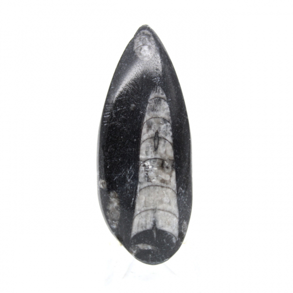Fossila Orthoceras från Marocko