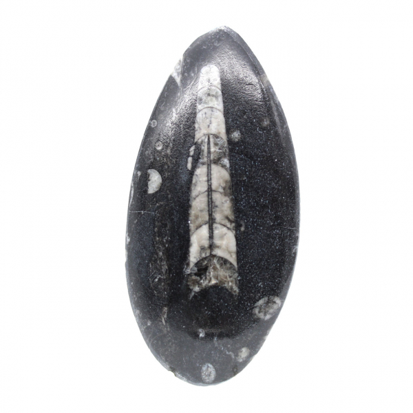 Fossila Orthoceras från Marocko