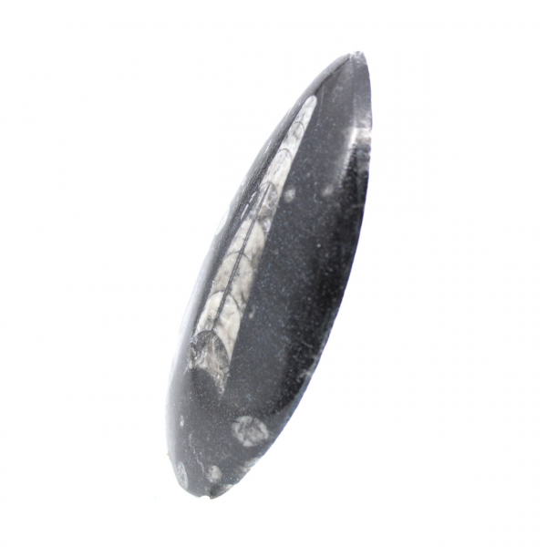 Fossila Orthoceras från Marocko