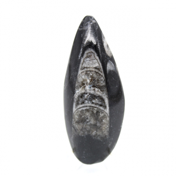 Fossila Orthoceras från Marocko