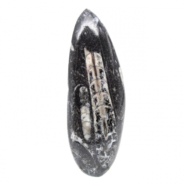 Fossila Orthoceras från Marocko