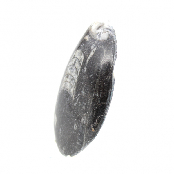 Fossila Orthoceras från Marocko