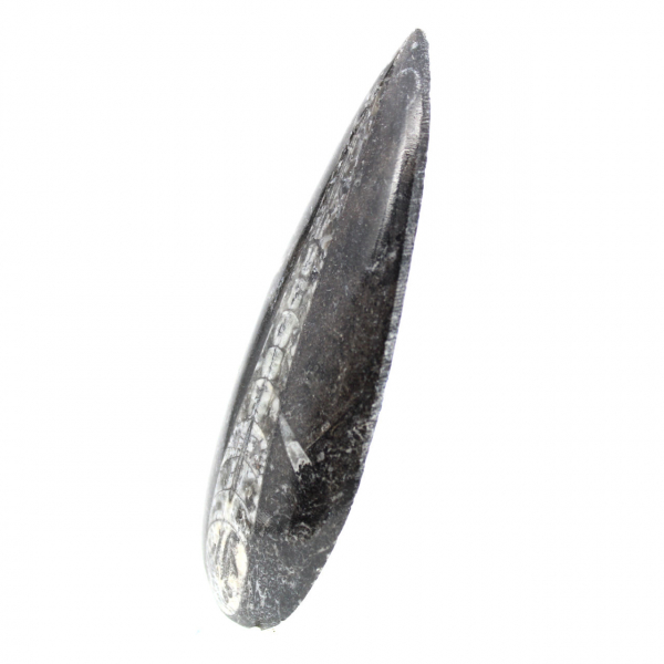 Orthoceras-fossil