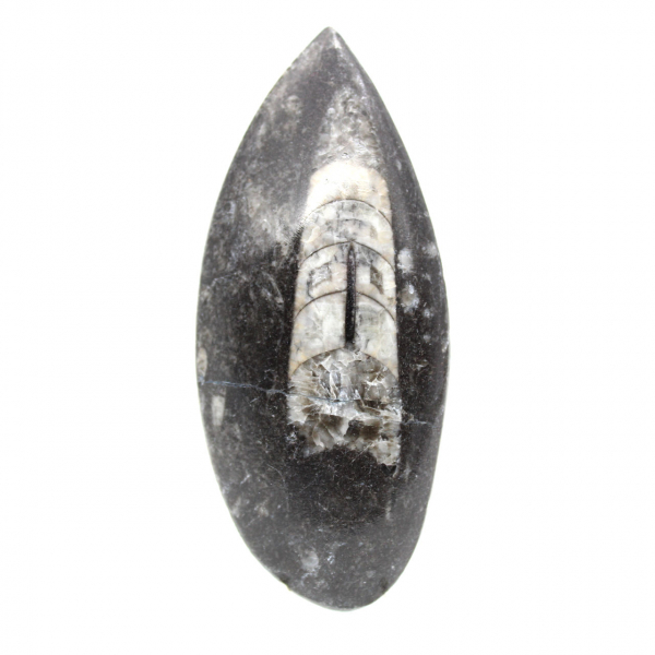 Fossila Orthoceras från Marocko