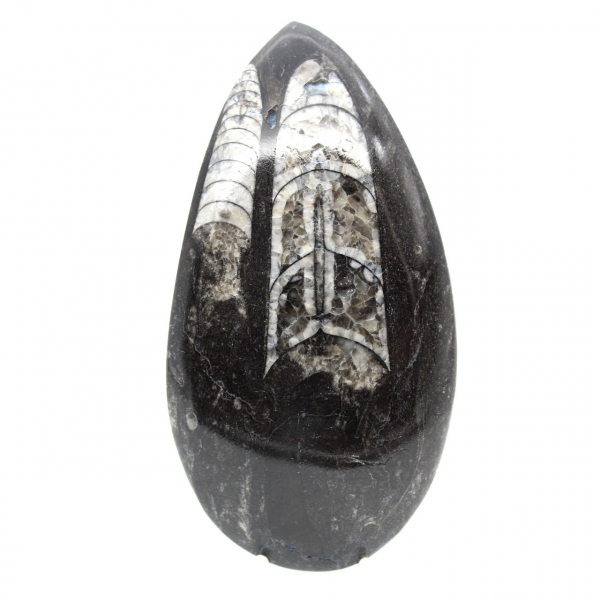 Orthoceras-fossil