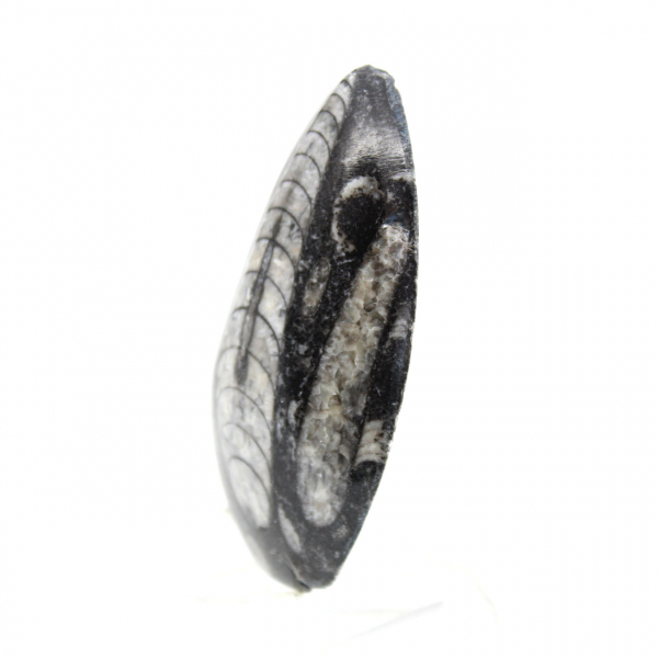 Fossila Orthoceras från Marocko