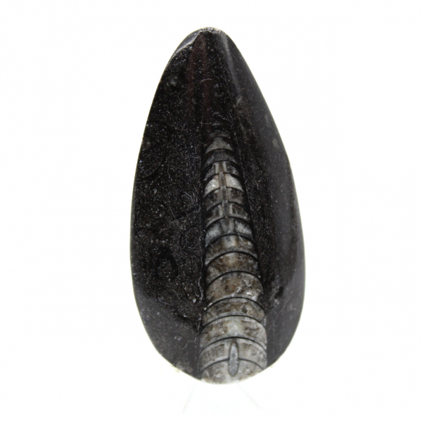 Fossila Orthoceras från Marocko