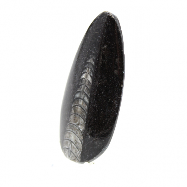 Fossila Orthoceras från Marocko