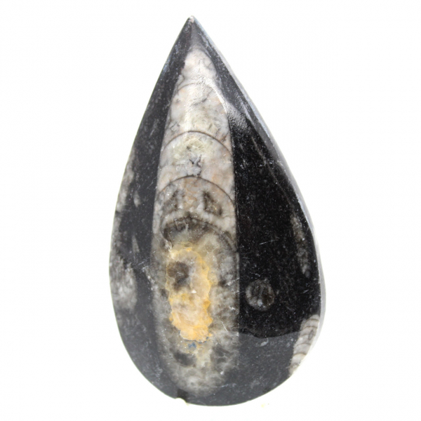 Orthoceras-fossil