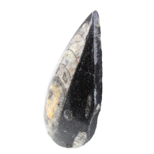 Orthoceras-fossil