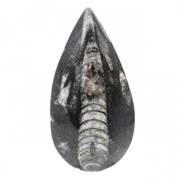 Fossila Orthoceras från Marocko