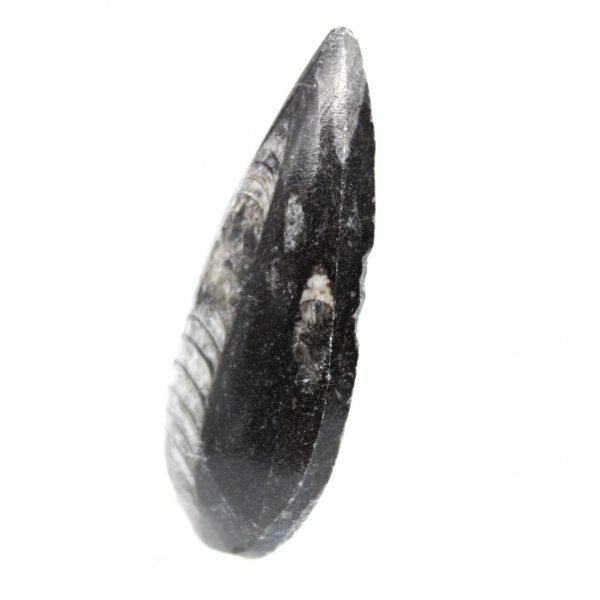 Fossila Orthoceras från Marocko