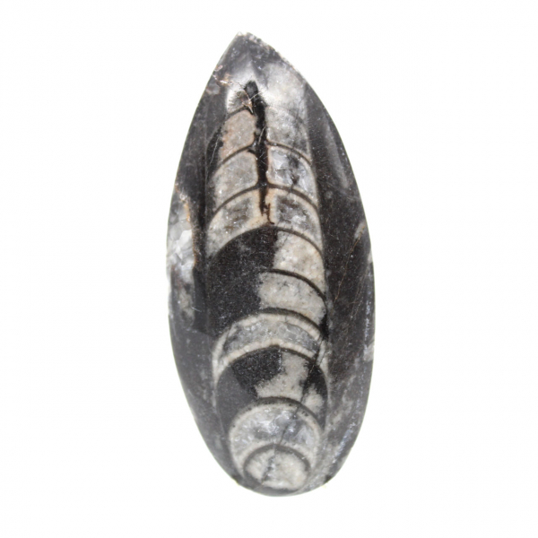 Orthoceras-fossil